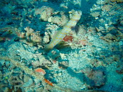 Amblyeleotris guttata