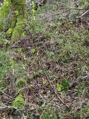 Dirca occidentalis