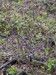 Dirca occidentalis