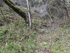 Dirca occidentalis