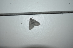 Phigalia strigataria