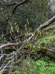 Dirca occidentalis