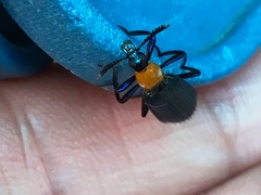 Prionocerus coeruleipennis