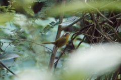 Basileuterus rufifrons