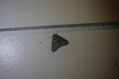 Phigalia strigataria