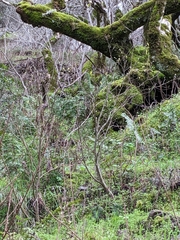 Dirca occidentalis