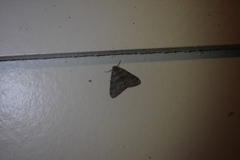 Phigalia strigataria