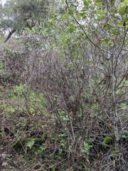 Dirca occidentalis