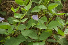 Psophocarpus tetragonolobus