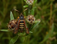 Bembecia ichneumoniformis