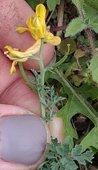 Corydalis