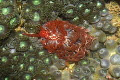 Spurilla braziliana