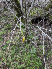 Dirca occidentalis