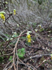 Dirca occidentalis