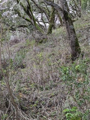 Dirca occidentalis