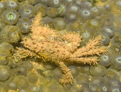 Pilumnus