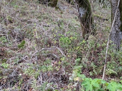 Dirca occidentalis