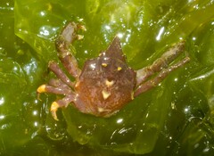 Epialtus brasiliensis