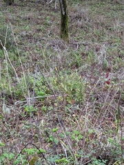 Dirca occidentalis