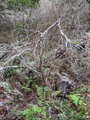 Dirca occidentalis