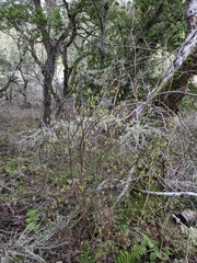 Dirca occidentalis