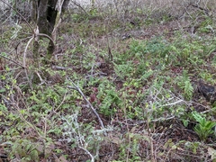 Dirca occidentalis