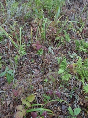Dirca occidentalis
