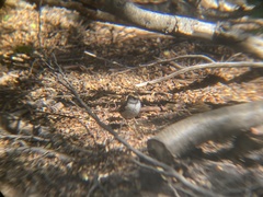 Aphrastura spinicauda