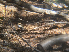 Aphrastura spinicauda