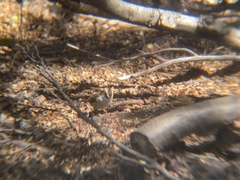 Aphrastura spinicauda