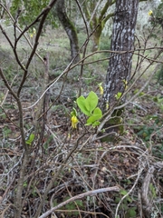 Dirca occidentalis