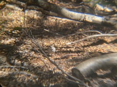 Aphrastura spinicauda