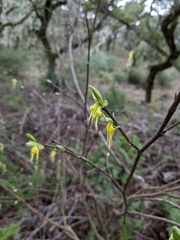 Dirca occidentalis