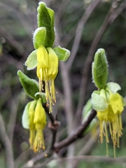 Dirca occidentalis