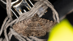 Diatenes aglossoides