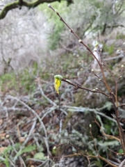 Dirca occidentalis