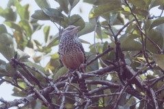 Campylorhynchus zonatus