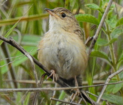 Cistothorus platensis