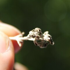 Chalepistes spermophilus