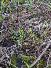 Dirca occidentalis