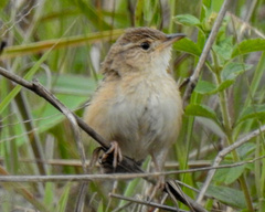 Cistothorus platensis