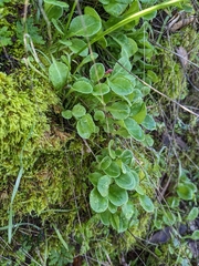 Dodecatheon