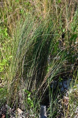 Juncus pylaei