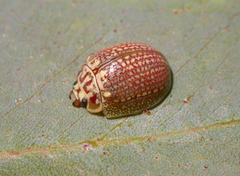 Paropsisterna decolorata