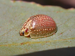 Paropsisterna decolorata