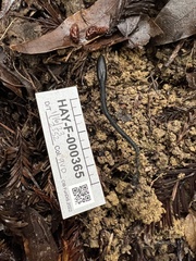 Trichoglossum