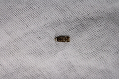 Endrosis sarcitrella