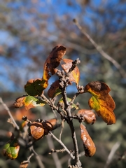 Quercus × subconvexa