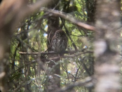 Glaucidium nana