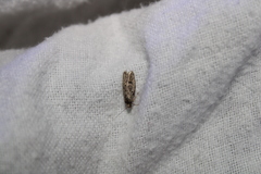 Hofmannophila pseudospretella
